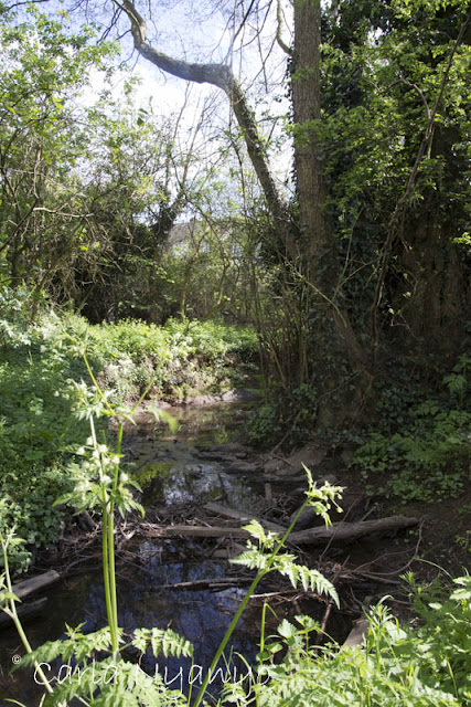 along coundon wedge