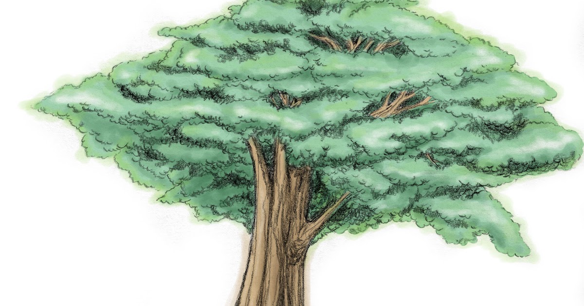 Sang Pohon Jati yang Congkak - Dongeng Yunani ~ Dongeng 