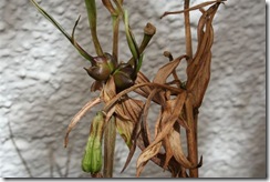 Lilium - 30-12-09 (2)