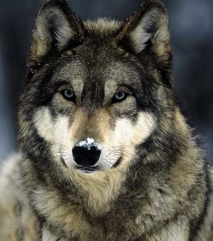 wolf 001