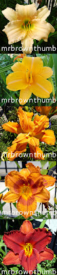 Various daylilies growing in my chicago garden