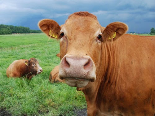 Gambar Sapi Animasi Korea Meme Lucu Emo Bergerak Gambar Sapi Animasi Korea Meme Lucu Emo Bergerak