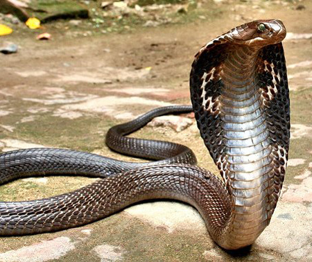 King Cobra Snake