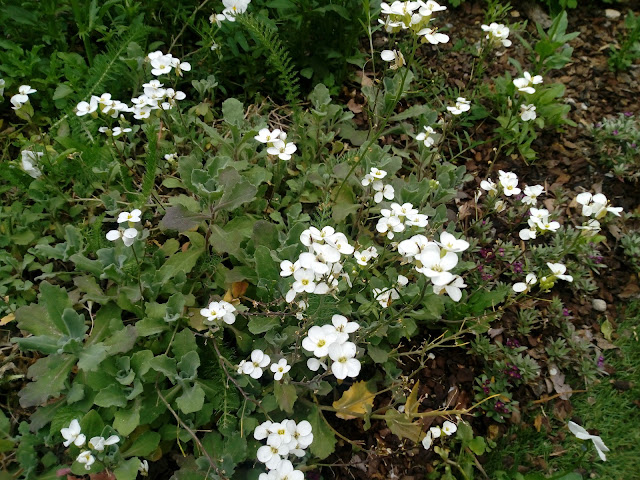 Arabis (Arabis alpina L. subsp. caucasica (Willd.) Briq.).