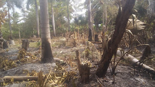 Ecologista apela al Presidente Abinader para que ponga fin a la deforestaciòn en Cabral