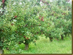 appels12