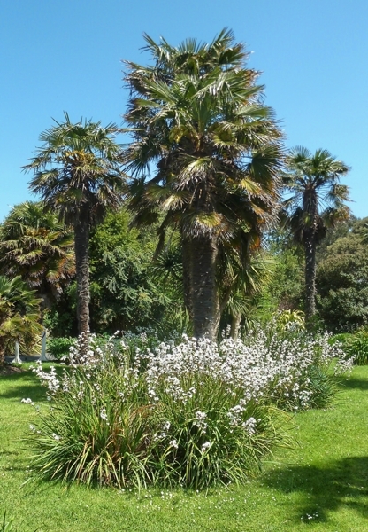 Chusan Palms at Ventnor Botanic Gardens