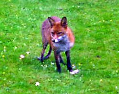 More Fox Tales