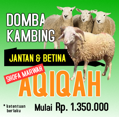 Layanan domba aqiqah di cianjur harga terjangkau standar syariah