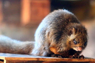 Japanese Giant Flying Squirrel