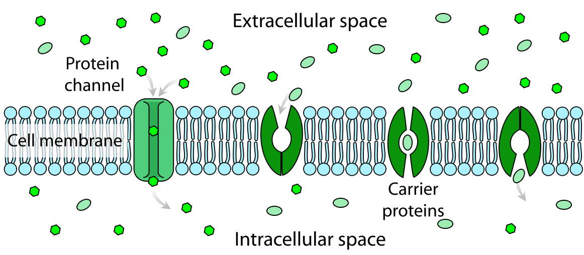 TRANSPORT ACROSS Plasma MEMBRANES ! Biological Sciencess