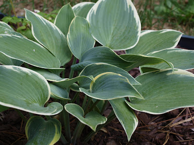 Hosta Varieties