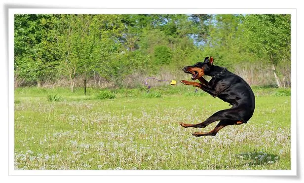 doberman,doberman training,dog training,doberman pinscher,doberman puppy training,training,guard dog,doberman training tips,doberman attack training,doberman pinscher training,dobermans,guard dogs,doberman dog,puppy training,dobermann,doberman dog training,training a doberman,doberman guard dog,doberman training puppy,doberman training attack,doberman hund,doberman training obedience,training doberman pinschers,doberman training protection