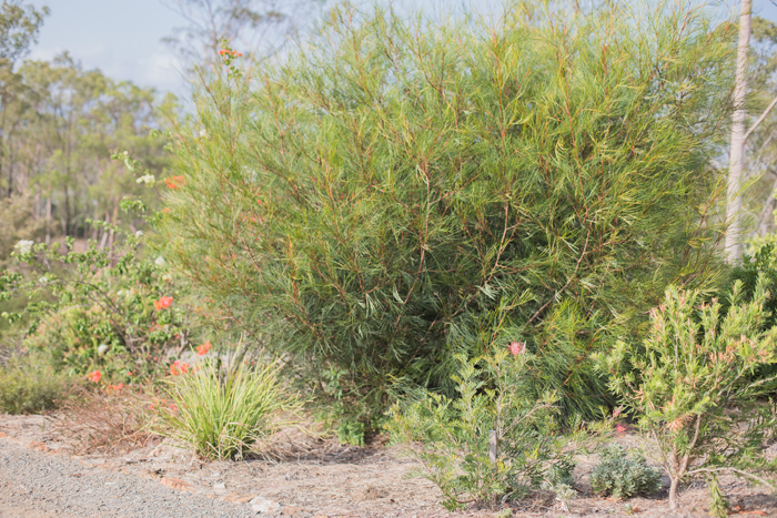 australian bush garden