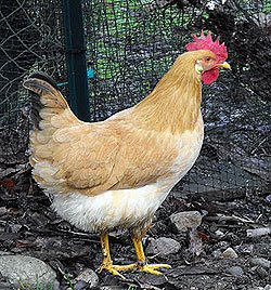 Gallina di Bionda Piemontese - tipo Alessandria. Allevatore e fotografo: Emilio Briganti.