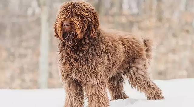 Barbet Dog Breed Info: Price, Characteristics, Aggressiveness & Facts