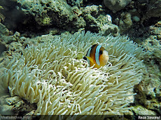 Pantai Bunaken Menado