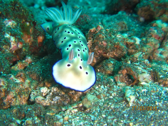   Nudibranch, Chromodoris Kunei