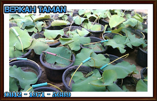 POHON LOTUS ( Binomial Nelumbium Speciosum ) - Tanaman air