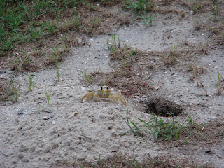 The ghost crab next door. Not pictured: Ghost melon. 