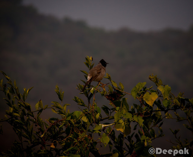 On the first day of the Sariska trip, we enjoyed the palace with a lots of activities. However, a morning safari was already scheduled @700 Hrs next day. We had already listened to the story of Anindya and Chhaya who shared their experience of Jim Corbett where they saw the Tiger. So there were a lot of hopes of spotting a tiger.Some of us were terrified too when we listened to Chhaya about her experience. :)We were all ready at the scheduled time and boarded on the safari. It was very cold outside. So we all loaded ourselves with jackets and pull overs (whatever we could find). Folks who carried camera, were setting up and getting ready. :)We hired three safari jeeps. The right most of 'em was the most experienced one with more than 8 yrs of experience working in Sariska, Ranthambore, Jim Corbett etc.During safari, there were few who were regretting coming out in that much cold weather. They were surely missing their cozy beds back at the palace. However, they made themselves comfortable at the back seat of jeep.I realized that how difficult it is to get a clear shot of animals in wild life. Courtesy to them as they chose to pose for us. We started (and ended too) with the most common and easy to spot animals i.e. deers. A sambar deer looked at us while we were shooting.This is the only clear click I could get of spotted deer. There were many of 'em but not as courteous as other animals to pose for us. :)There were plenty of peacocks too. We stopped many times during the safari to listen to the signals and callings of the animals. Our driver also shared his experience of spotting tigers during the safari. He told us that there are only 4 tigers in the reserve. But after few days 15 more tigers were about to be brought here from Ranthambore.After peacocks and deers what next you would spot in any park is monkeys obviously. :)They were enjoying on the trees. Probably there were used to of seeing strangers. Here is a monkey caught in action. :)Sun was rising and we were enjoying the chilled air in the morning. It was a real nice experience of safari in such a fresh and cold weather.Here is a majestic appearance of Nilgai. While I was shooting, driver told us about the degree of strength it poses. We forced the driver to drive faster when we came to the knowledge. :)While searching for any sign of tiger, we found foot marks of Hyena. Our driver shared the facts about how Hyena are very powerful and they come out in night.This is a very famous bird. Let me see how many of you can guess the name of this bird. (... Yeah! you are right...I dont remember the name of this bird... ;))....but I think it is Robin bird.There were a lot of Tree Pie birds flying around.A more closer look at sambar deer. It was looking right at me while I clicked.The deers were easy to spot in the forest. They could be found crossing the roads or passing by the road side.We all were enjoying the safari ride. Puneet and I was standing on the jeep and were feeling the cold air and enjoying the jerky rides.Finally we reached at the end of the route-2 of the park with no sign of tiger. :)We took some time to stretch and roamed here and there at that point.Prashant in a joyous mood as he is getting clicked. We both were chasing a parrot but couldn't get a clear shot.We couldn't see the tiger but we were not fully disappointed. Probably it was the freshness of the air and the weather that we rarely get at our workplaces.Ananya was happy as she found a bird feather while she was in search for another. :) While our way back to palace, we also spotted Grey Partridge (titar) which reminded me of many titar-bater sayings in hindi. :)We spotted many birds which we couldn't recognize. However, our driver who was a experienced one kept introducing us.Finally, we were back at the palace. We all were hungry and tired due to more than 2.5 Hrs of safari ride.We reached the palace at around 10.30 AM. We had our breakfast and left the palace for going back home. It was really a nice safari experience in Sariska with the team.