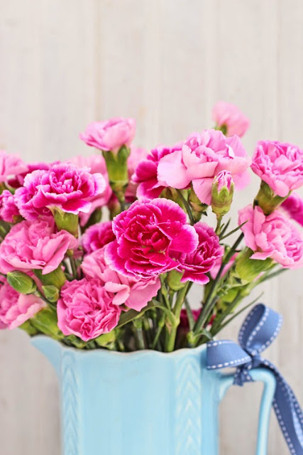 Pink Spray Carnations