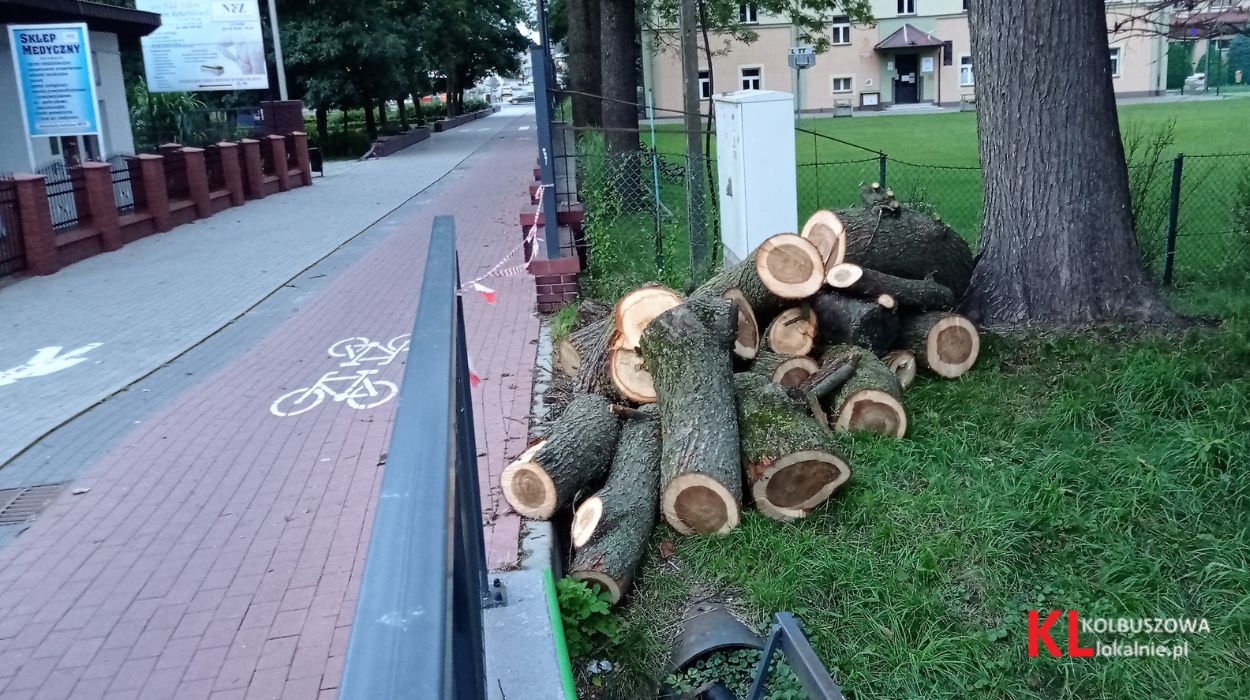 Wycinka nad Nilem. "Nawieźcie piasku, postawcie piramidę i w Kolbuszowej będzie jak w Egipcie" [WIDEO]