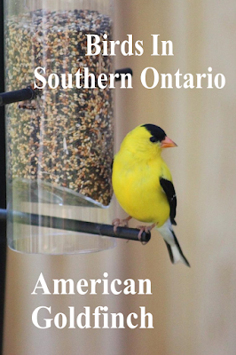 American Goldfinch at bird feeder