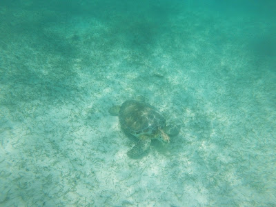 Tortuga de Akumal