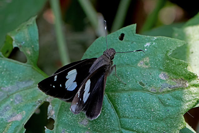 Notocrypta curvifascia