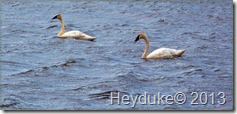 Macinaw City and Seney Wildlife Refuge 017