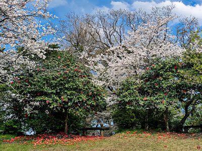 Yama-zakura (Cerasus jamasakura): Genjiyama (Kamakura)