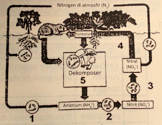 soal un biologi tentang ekosistem