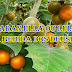 NARANJILLA OU LULO A BEBIDA DOS DEUSES