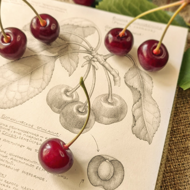 Vishnya kislaya, Prunus cerasus: botanical pencil sketch, floral art, sketchbook collection, botanical illustration