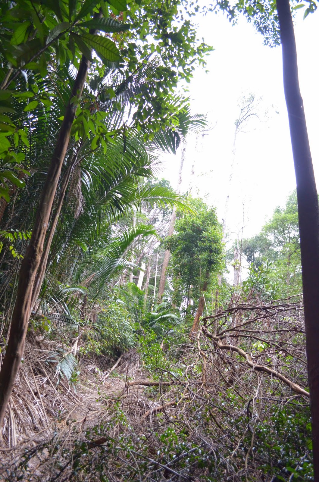 Lirikan Alam: Hutan Simpan Bukit Ayer Hitam - 28 Jan 2014