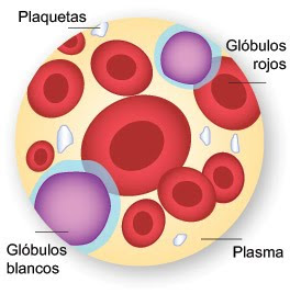 Componentes de la sangre