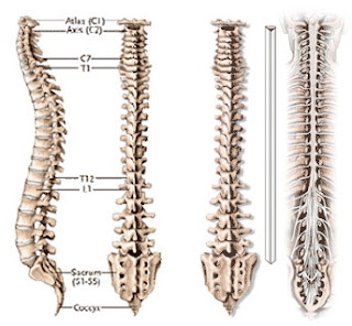 drawing of the spine