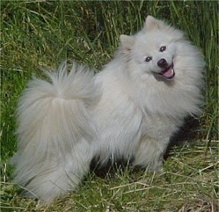 American Eskimo Dog pictures