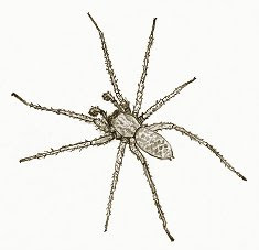 hobo spider drawing