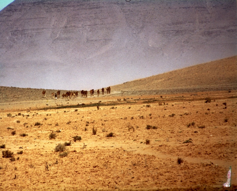 In The Sahara Desert: A