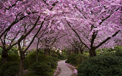 Caminito entre los árboles de flores púrpura (Fondito)