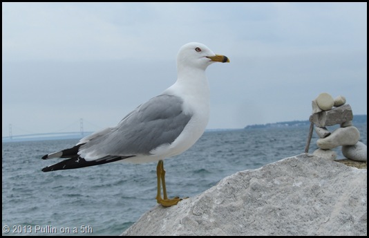 Gull One