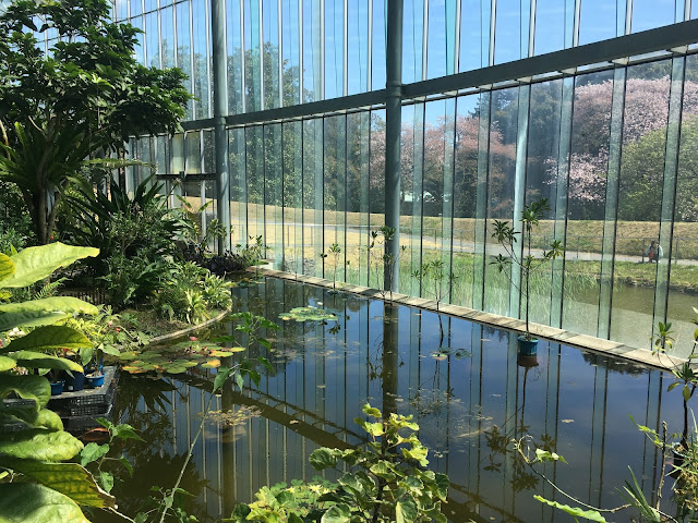 大温室の水辺の植物