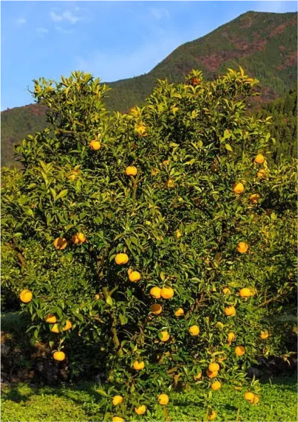 Citrus x junos tree