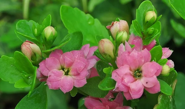 Kalanchoe