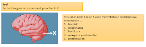 Soal UP PPG Biologi Beserta Pembahasannya Berdasarkan Kisi-kisi dari Kemendikbud [Part 3]