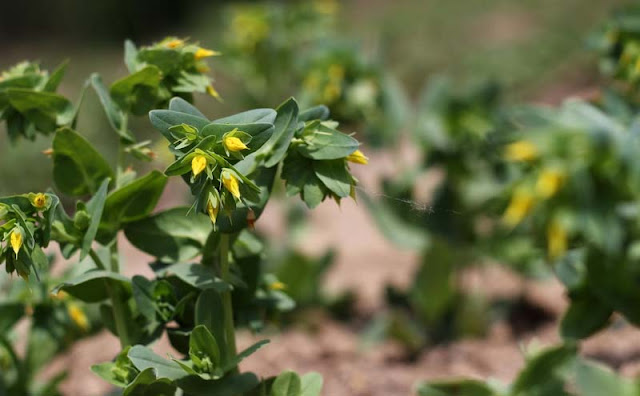 Cerinthe Minor Flowers Pictures