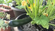 How Long Does It Take To Grow Squash - Before you can start harvesting, you need to apply water and fertilizer to it.