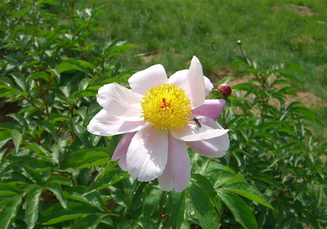 Peony Flowers Pictures